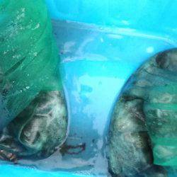 リトルワン 釣果