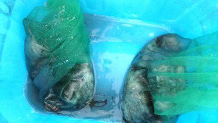 リトルワン 釣果