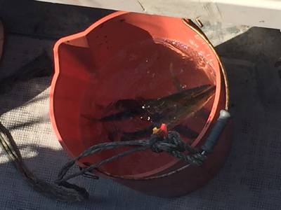 シーモンキー 釣果