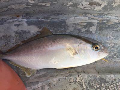 シーモンキー 釣果