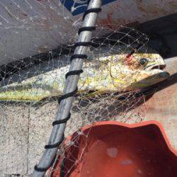 シーモンキー 釣果