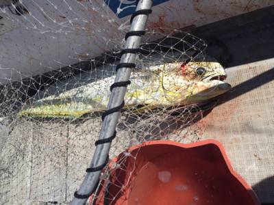 シーモンキー 釣果