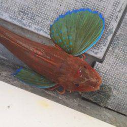 シーモンキー 釣果