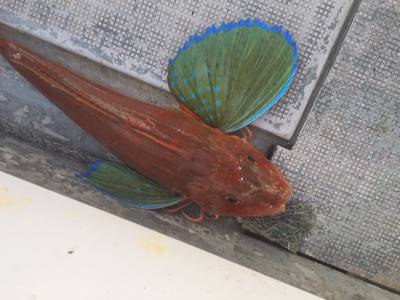 シーモンキー 釣果