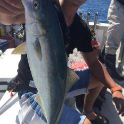 シーモンキー 釣果