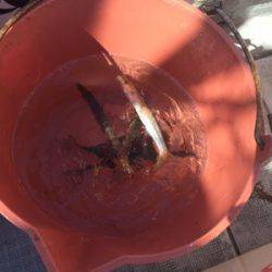 シーモンキー 釣果