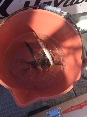 シーモンキー 釣果