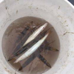 シーモンキー 釣果