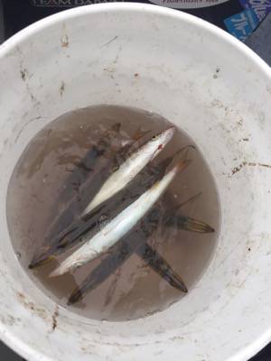 シーモンキー 釣果