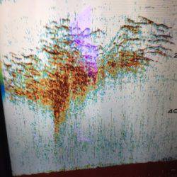 シーモンキー 釣果