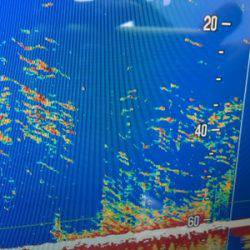 シーモンキー 釣果