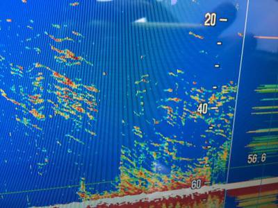 シーモンキー 釣果