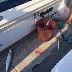 シーモンキー 釣果