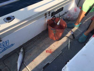 シーモンキー 釣果