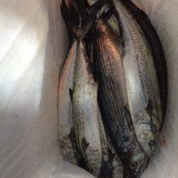 シーモンキー 釣果