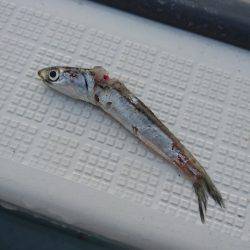 遊漁船ブルーウッズ 釣果