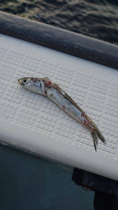 遊漁船ブルーウッズ 釣果