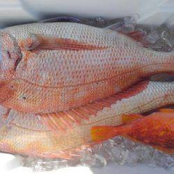 遊漁船 新鋭丸 釣果