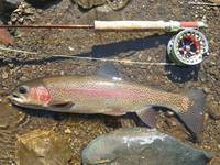 秩父フライフィールド 釣果