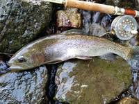 秩父フライフィールド 釣果