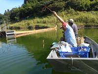 秩父フライフィールド 釣果