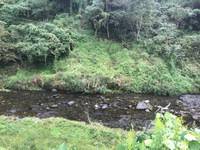 秩父フライフィールド 釣果