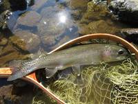 秩父フライフィールド 釣果