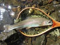 秩父フライフィールド 釣果