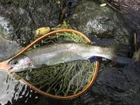 秩父フライフィールド 釣果