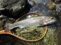 秩父フライフィールド 釣果