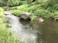 秩父フライフィールド 釣果