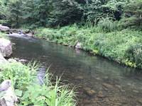 秩父フライフィールド 釣果