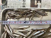 秩父フライフィールド 釣果