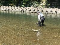 秩父フライフィールド 釣果