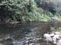 秩父フライフィールド 釣果