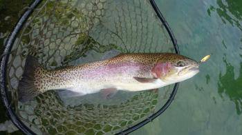 フィッシング サンクチュアリ 釣果