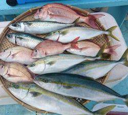 はじめ丸 釣果