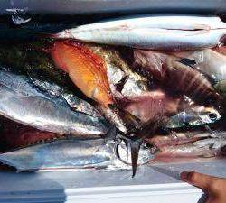 はじめ丸 釣果
