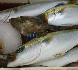かねい丸 釣果