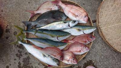 はじめ丸 釣果
