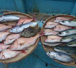 はじめ丸 釣果
