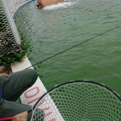 としまえんフィッシングエリア 釣果