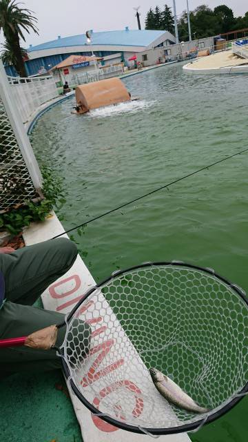 としまえんフィッシングエリア 釣果