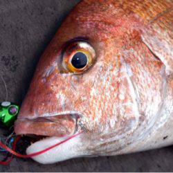 渡船屋たにぐち 釣果