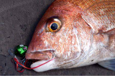 渡船屋たにぐち 釣果