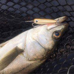 「LaGooN」蒼陽丸 日和号 釣果