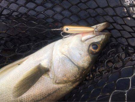 「LaGooN」蒼陽丸 日和号 釣果