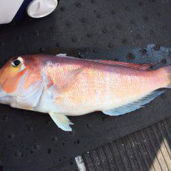 第二龍勢丸 釣果