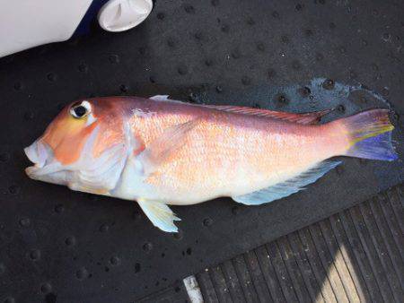 第二龍勢丸 釣果