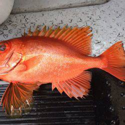 第二龍勢丸 釣果